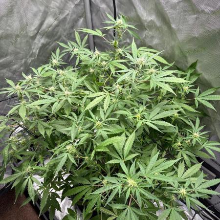 Green Crack Auto