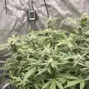 Green Crack Auto