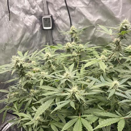 Green Crack Auto