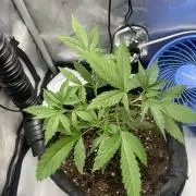 Green Crack Auto