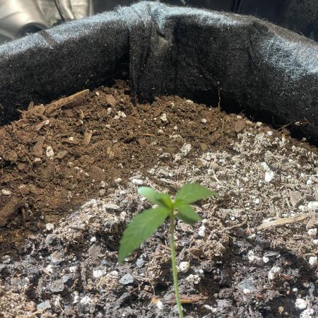 Green Crack Auto