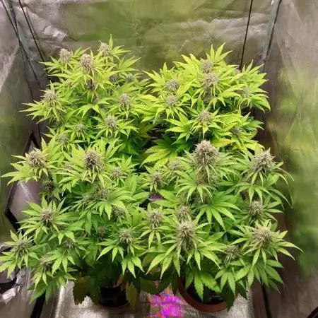 AUTO RQS Apple Fritter, Sweet ZZ,  Do-SI-Dos