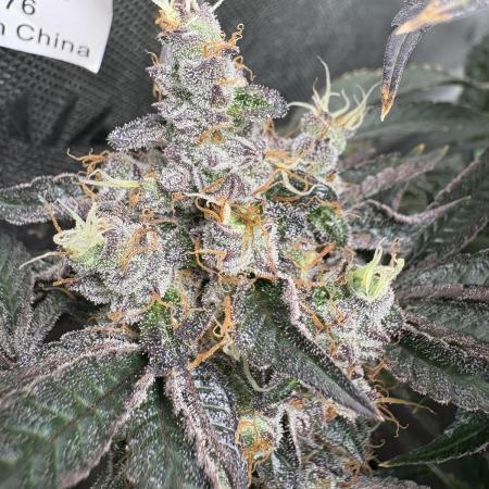 Forbidden Runtz - Tiki Madman Grow