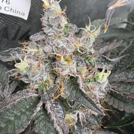 Forbidden Runtz - Tiki Madman Grow