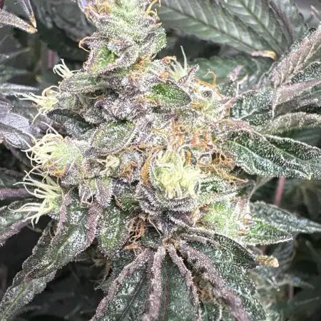 Forbidden Runtz - Tiki Madman Grow