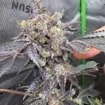 Forbidden Runtz - Tiki Madman Grow