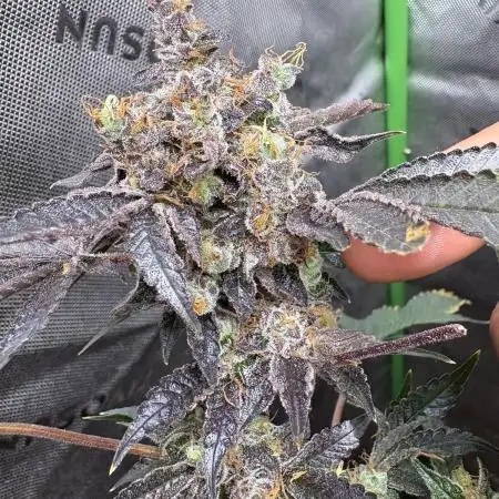 Forbidden Runtz - Tiki Madman Grow