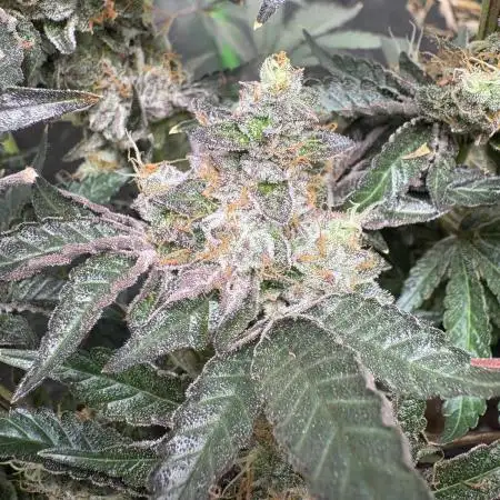 Forbidden Runtz - Tiki Madman Grow