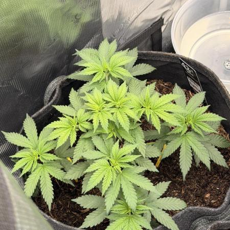 Papayton LivingSoil