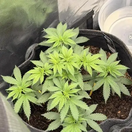 Papayton LivingSoil
