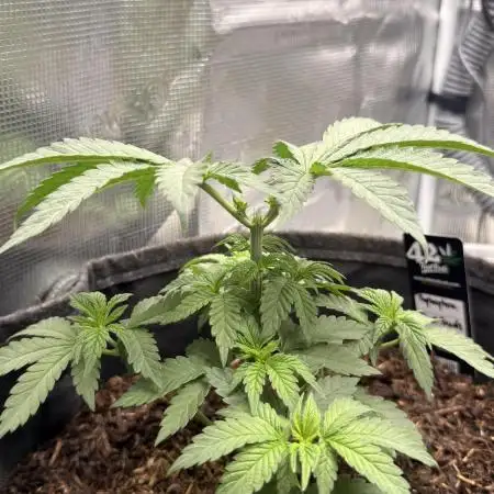 Papayton LivingSoil