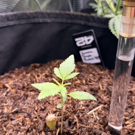 Banana Purple Punch RF3 auto