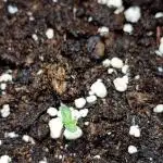 Papayton LivingSoil