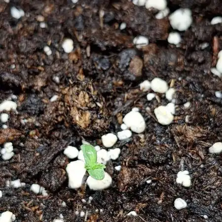 Papayton LivingSoil