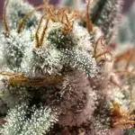 Super Boof Auto FastBuds42