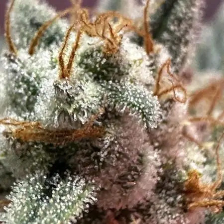 Super Boof Auto FastBuds42