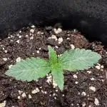 Papayton LivingSoil