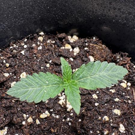 Papayton LivingSoil
