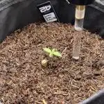 Banana Purple Punch RF3 auto