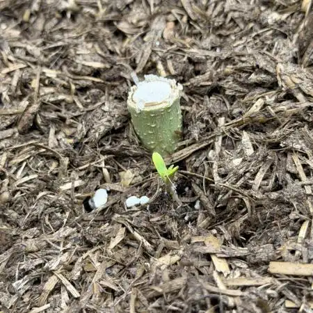 Banana Purple Punch RF3 auto