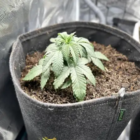Papayton LivingSoil