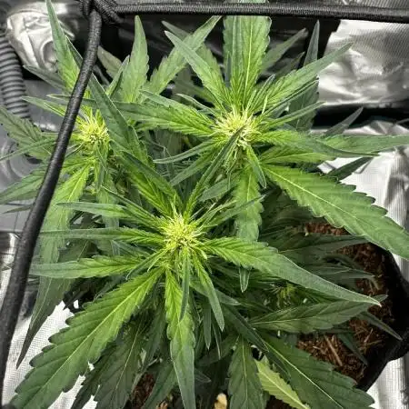 Super Boof Auto FastBuds42