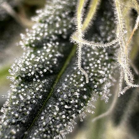 Super Boof Auto FastBuds42