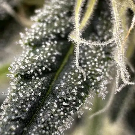 Super Boof Auto FastBuds42
