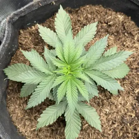 Papayton LivingSoil