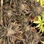Black Muffin F1 fast single plant