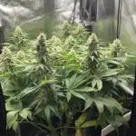 Seriously Old Skool Limited Edition