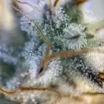 Kalashnikova by Green House Seeds