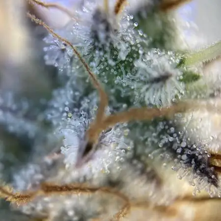 Kalashnikova by Green House Seeds
