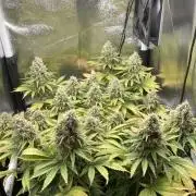 Seriously Old Skool Limited Edition