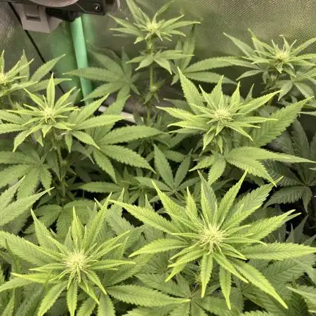Original Oreoz single plant