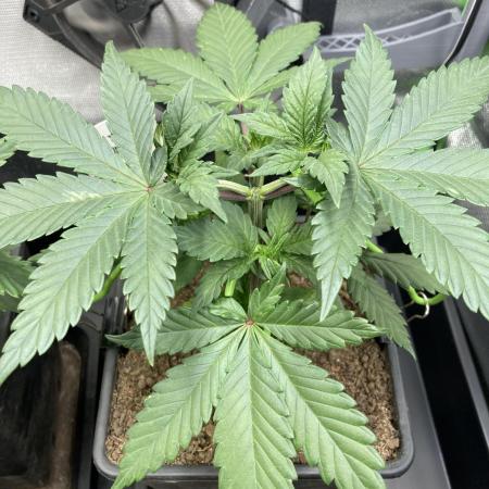 Tropicanna Poison F1 fast single plant