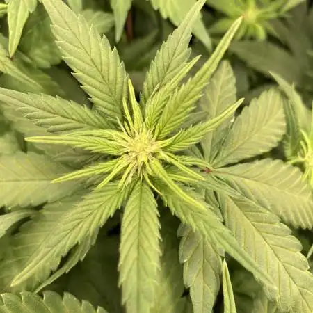 Tropicanna Poison F1 fast single plant