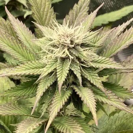 Black Muffin F1 fast single plant