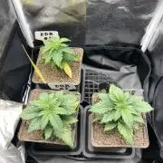 Double Donny Burger by Growers Choice