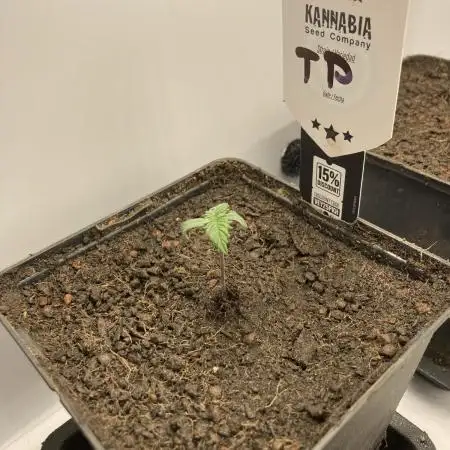 Tropicanna Poison F1 fast single plant
