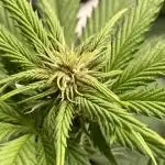 Black Muffin F1 fast single plant