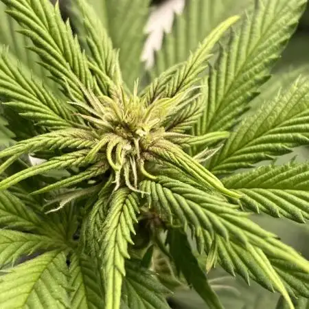 Black Muffin F1 fast single plant