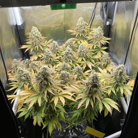 Seriously Old Skool Limited Edition