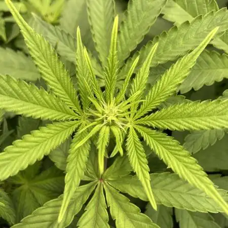 Original Oreoz single plant