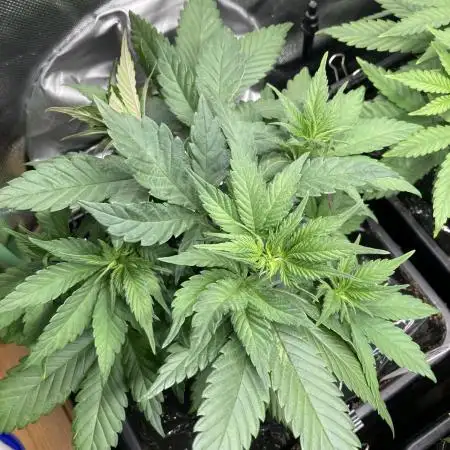 Tropicanna Poison F1 fast single plant