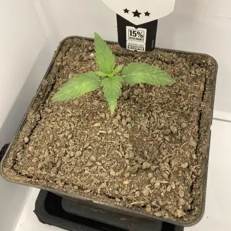 Original Oreoz single plant