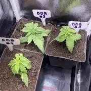 Double Donny Burger by Growers Choice