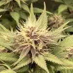 Tropicanna Poison F1 fast single plant