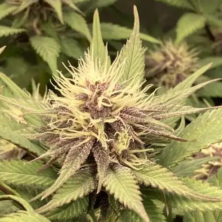 Tropicanna Poison F1 fast single plant