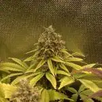 Original Oreoz single plant